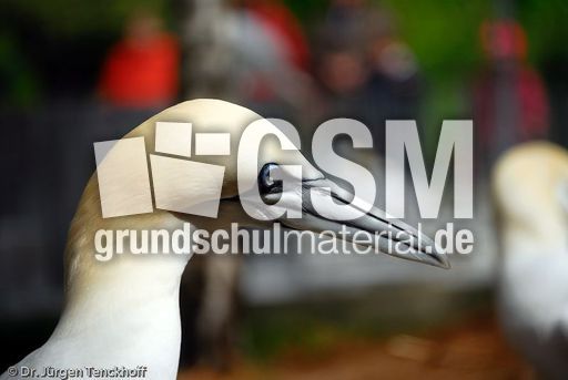 Basstölpel (24 von 24).jpg